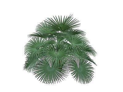 灌木 金山棕 棕竹