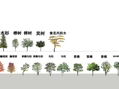 乔木 景观树