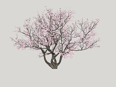 乔木 樱花