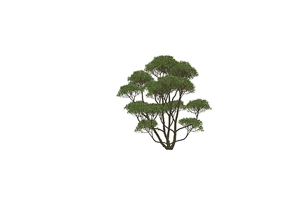 乔木 景观树