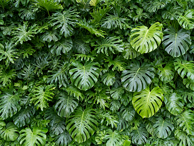 现代绿植墙 龟背竹 垂直绿化墙 植物墙 绿植背景墙 仿真植物