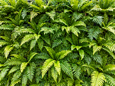 现代绿植墙 霸王蕨 蕨类植物 垂直绿化墙 植物墙 仿真植物