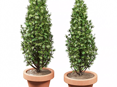 盆栽 松树 柏树