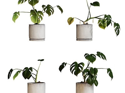 盆栽 现代盆栽绿植摆件 北欧植物 龟背竹