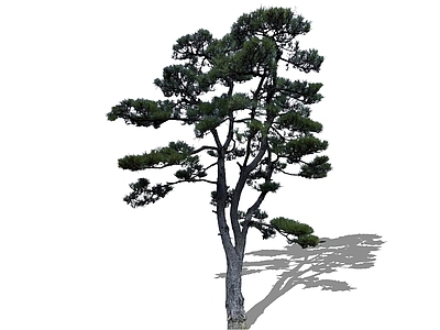 乔木 2D高杆黑松 造型松高杆黑松 精美庭院树主景树 油松黑松 松树