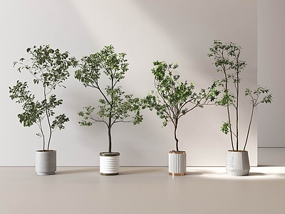 盆栽 绿植 盆栽 绿植盆栽 盆栽组合 绿植组合