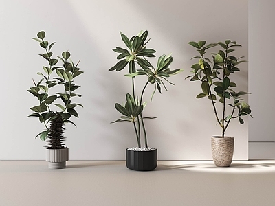 盆栽 盆栽 绿植 绿植盆栽 绿植组合 盆栽组合