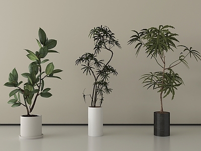 盆栽 现代盆栽盆景 绿植组合