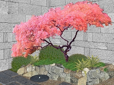 乔木 景观树 造型红枫
