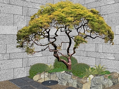 乔木 景观树 鸡爪槭