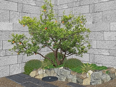 乔木 景观树 石榴树造型
