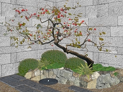 乔木 景观树 柿子树