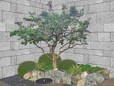 乔木 景观树 果树 桔子树