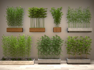 盆栽 植物 绿植 竹子 花盆 盆栽