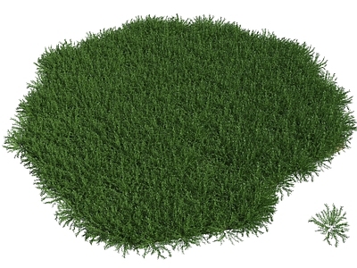 草 草地 草坪 杂草 植被 苔藓