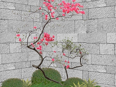 乔木 景观树 造型花乔