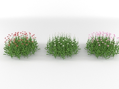 花 植物 花草