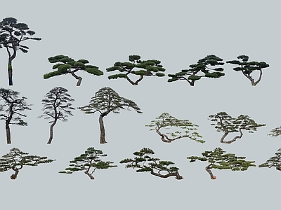 乔木 松树 景观树 枯树