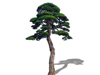 乔木 2D造型松黑松 松树油松 精美庭院树景观树 中式大树 主景树高杆黑松