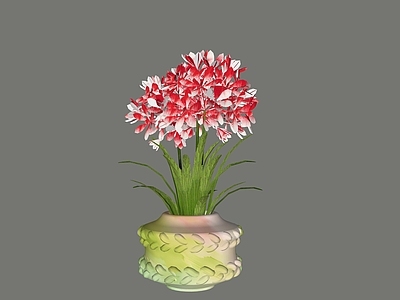 盆栽 盆栽 花