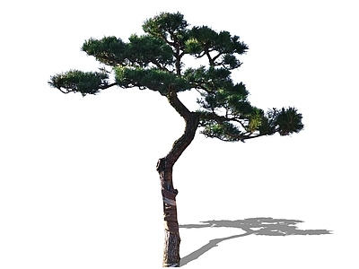 乔木 2D造型松高杆松 高杆黑松油松 精美庭院树主景树 中式乔木松树 造型树景观树
