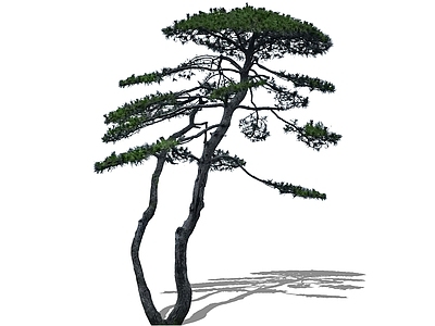 乔木 2D造型黑松 造型松丛生黑松 拼栽松树主景树 精美庭院树油松 中式大树