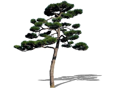 乔木 2D造型松 高杆黑松油松 中式乔木主景树 精美庭院树 临水黑松