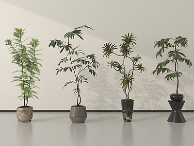 盆栽 现代盆栽植物 盆栽盆景