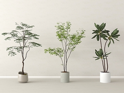 盆栽 现代盆栽