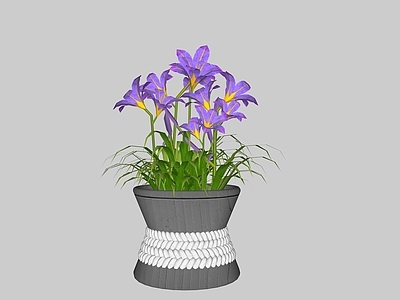 盆栽 盆栽 花草