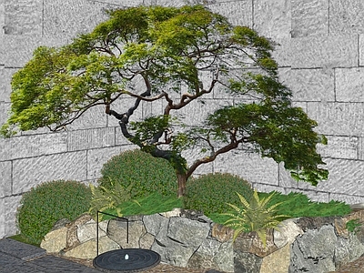 乔木 景观树 羽毛枫