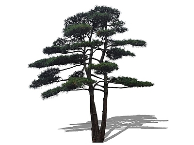 乔木 2D黑松 造型松丛生黑松 主景树精美庭院树 迎客松黑松油松 中式庭院树松树
