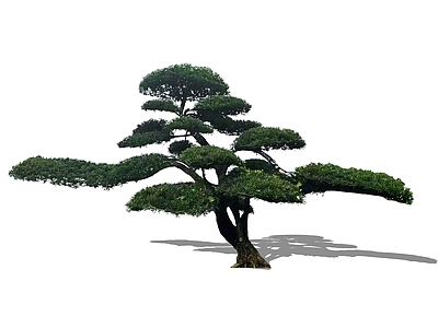 乔木 2D造型罗汉松 中式庭院树主景树 斜飘罗汉松