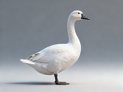 家禽动物 白鹅 大鹅 白色大鹅 鹅