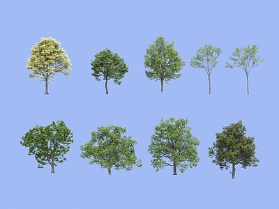 乔木 乔木 树 女贞树