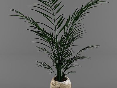 盆栽 绿植盆栽 石盆绿植 石盆花盆 户外绿植盆栽 庭院绿植盆栽