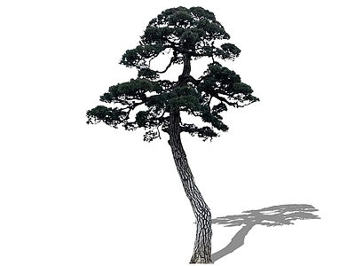 乔木 2D造型松黑松 松树 中式庭院树油松 迎客松