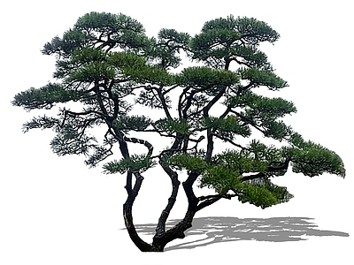 乔木 2D造型黑松 低分枝黑松造型松 临水黑松 主景树中式庭院树 油松迎客松