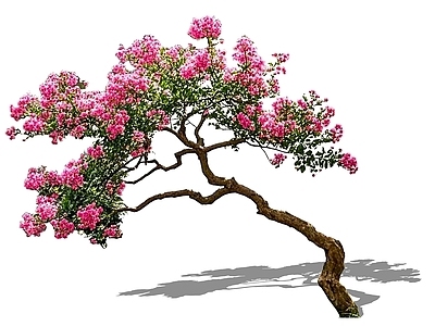 乔木 2D造型紫薇 弯杆斜飘紫薇树 造型树中式庭院树 开花小乔木 临水斜飘紫薇