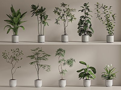 盆栽 天堂鸟 罗汉松 绿萝 多肉