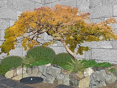 乔木 景观树 羽毛枫