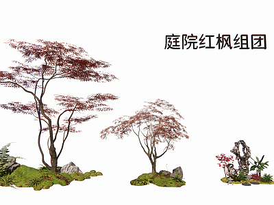 植物组合 庭院红枫组团 日式庭院禅意植物 日本红枫现代庭院 红枫蕨类景观石 日式景观现代庭院