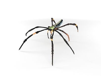 爬行类动物 爬行动物 昆虫 蜘蛛