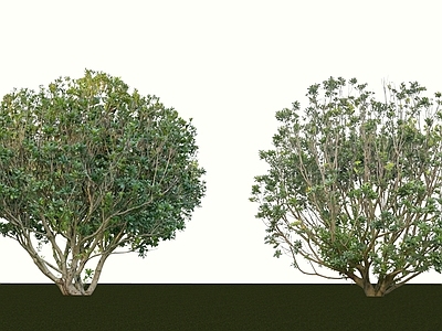乔木 2D杨梅树 杨梅树 景观杨梅树 景观树