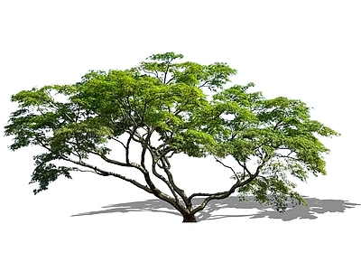 乔木 2D造型羽毛枫 精品羽毛枫鸡爪槭 低分枝羽毛枫 主景树景观树