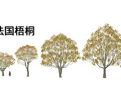 乔木 法国梧桐合集 法国梧桐3D合集