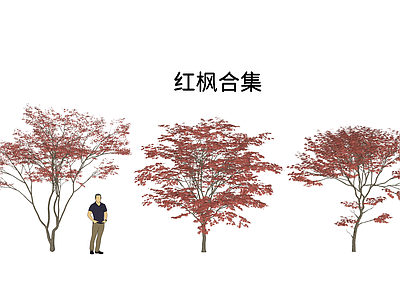乔木 红枫合集 鸡爪槭红色合集