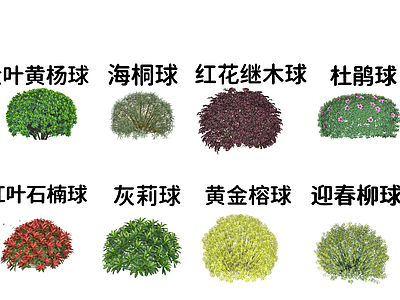 灌木 大叶黄杨球海桐球 红花继木球杜鹃球 红叶石楠球灰莉球 迎春柳球黄金榕球 灌木球合集