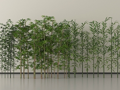 竹子 园林造景植物 景观竹子 现代竹子