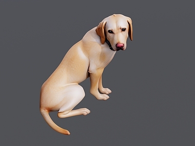 家禽动物 一条可爱的导盲犬